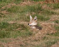 8-8-2014 coyote at home_8911.JPG
