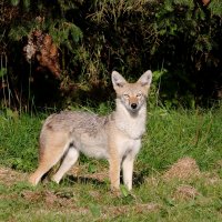 8-8-2014 coyote at home_8917.JPG