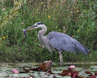 8-7-2014 heron with rodent at pond 1_9315.JPG