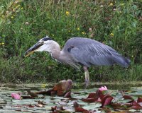 8-7-2014 heron with rodent at pond 2_9318.JPG