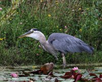8-7-2014 heron with rodent at pond 3_9319.JPG