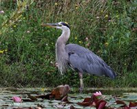 8-7-2014 heron with rodent at pond 4_9322.JPG