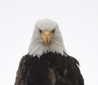 BaldEagleTwo.JPG