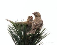 8-13-2014 female and juvie house finches woodway_9331.JPG 8-13-2014 female and juvie house finches woodway_9331.JPG