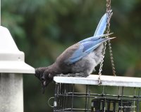 8-13-2014 juvie steller's jay woodway_9363.JPG 8-13-2014 juvie steller's jay woodway_9363.JPG
