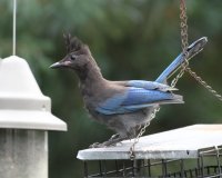 8-13-2014 juvie steller's jay woodway_9365.JPG 8-13-2014 juvie steller's jay woodway_9365.JPG