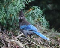 8-13-2014 juvie steller's jay woodway_9367.JPG 8-13-2014 juvie steller's jay woodway_9367.JPG