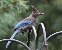 8-13-2014 juvie steller's jay woodway_9370.JPG 8-13-2014 juvie steller's jay woodway_9370.JPG