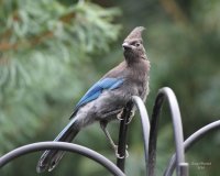 8-13-2014 juvie steller's jay woodway_9371.JPG 8-13-2014 juvie steller's jay woodway_9371.JPG