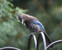 8-13-2014 juvie steller's jay woodway_9375.JPG 8-13-2014 juvie steller's jay woodway_9375.JPG