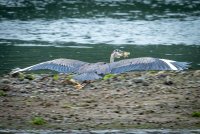 P14Aug-62.jpg