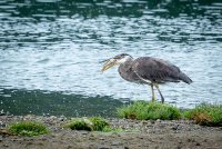 P14Aug-63.jpg