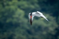 P14Aug-72.jpg