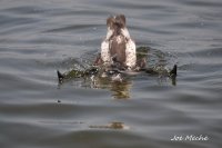 PIGU0824Three.jpg