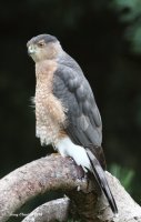 9-2-2014 adult coopers hawk woodway_8993.JPG
