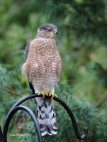 9-2-2014 adult coopers hawk woodway_9002.JPG