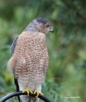 9-2-2014 adult coopers hawk woodway_8994.JPG