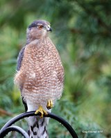9-2-2014 adult coopers hawk woodway_9004.JPG