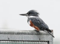9-23-2014 fm kingfisher edmonds_9038_filtered.jpg