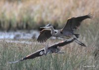 9-27-2014 heron pair marsh_9663.CR2.JPG
