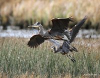 9-27-2014 heron pair marsh_9664.CR2.JPG