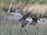 9-27-2014 heron pair marsh_9665.CR2.JPG