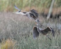 9-27-2014 heron pair marsh_9666.CR2.JPG