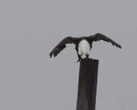 10-7-2014 eagle sequence1.JPG
