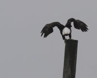10-7-2014 eagle sequence2.JPG