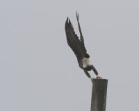 10-7-2014 eagle sequence3.JPG