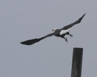 10-7-2014 eagle sequence4.JPG