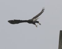10-7-2014 eagle sequence5.JPG