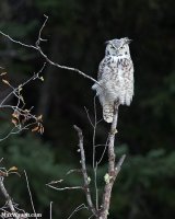 owl666.jpg