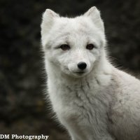 #6231wcr.jpg