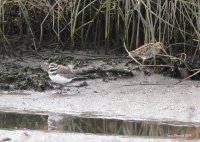 10-16-2014 killdeer and snipe marsh_0154.JPG