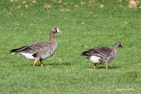 10-16-2014 white=fronted geese Lk Ballinger_0140.JPG