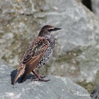 10-16-2014 starling Edmonds Jetty_0162.JPG