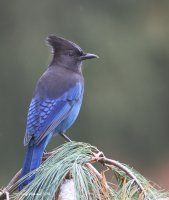 10-21-2014 Mood Indigo_0409.JPG