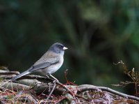 10-21-2014 fm dark-eyed Junco_0364.JPG