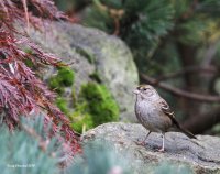 10-21-2014 golden-crowned Sparrow_0368.JPG
