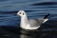 11-8-2014 bonapartes gull edmonds_0618.JPG