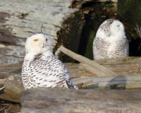 2-23-2012 Snoozing Snowy Owl pair Boundary B_0543.JPG