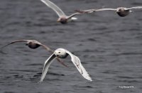 11-24-2014 snowy with gulls in pursuit_0831_filtered.jpg