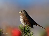 12-3-2014 fox sparrow_9091_filtered.jpg