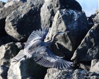 12-3-2014 heron flying too close_9069.JPG