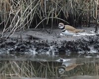 1-3-2015 killdeer at the marsh_0385.JPG