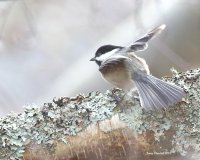 1215-01-03 bc chckadee at the marsh_0397.JPG
