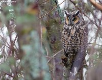 owl19.jpg