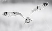 owl66.jpg