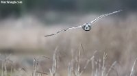 owl70.jpg